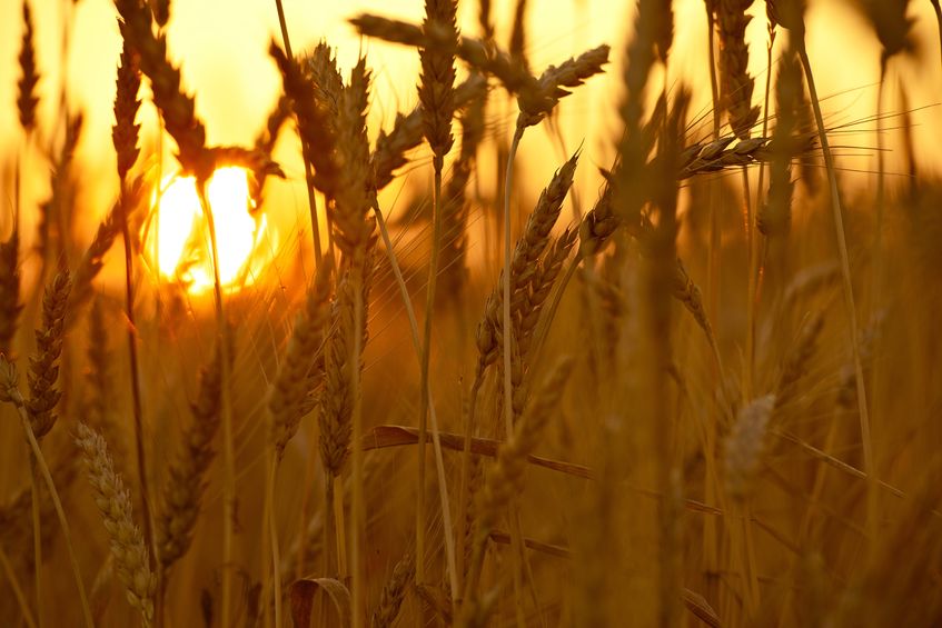 Climate change 'could rapidly threaten' staple foods – such as wheat and barley