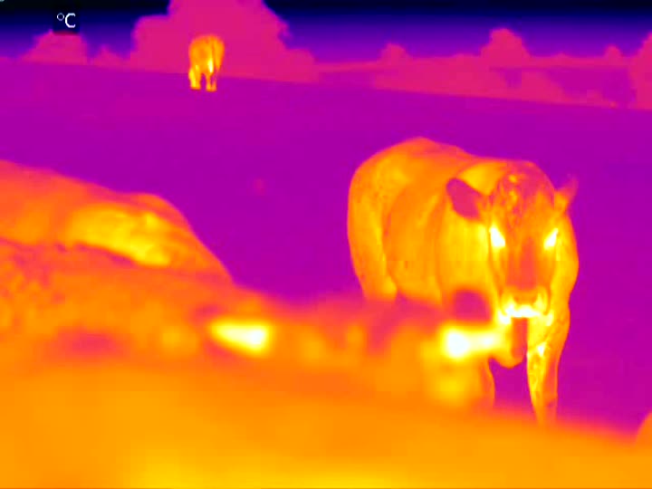 Thermal imaging device