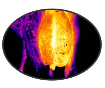 Thermal image