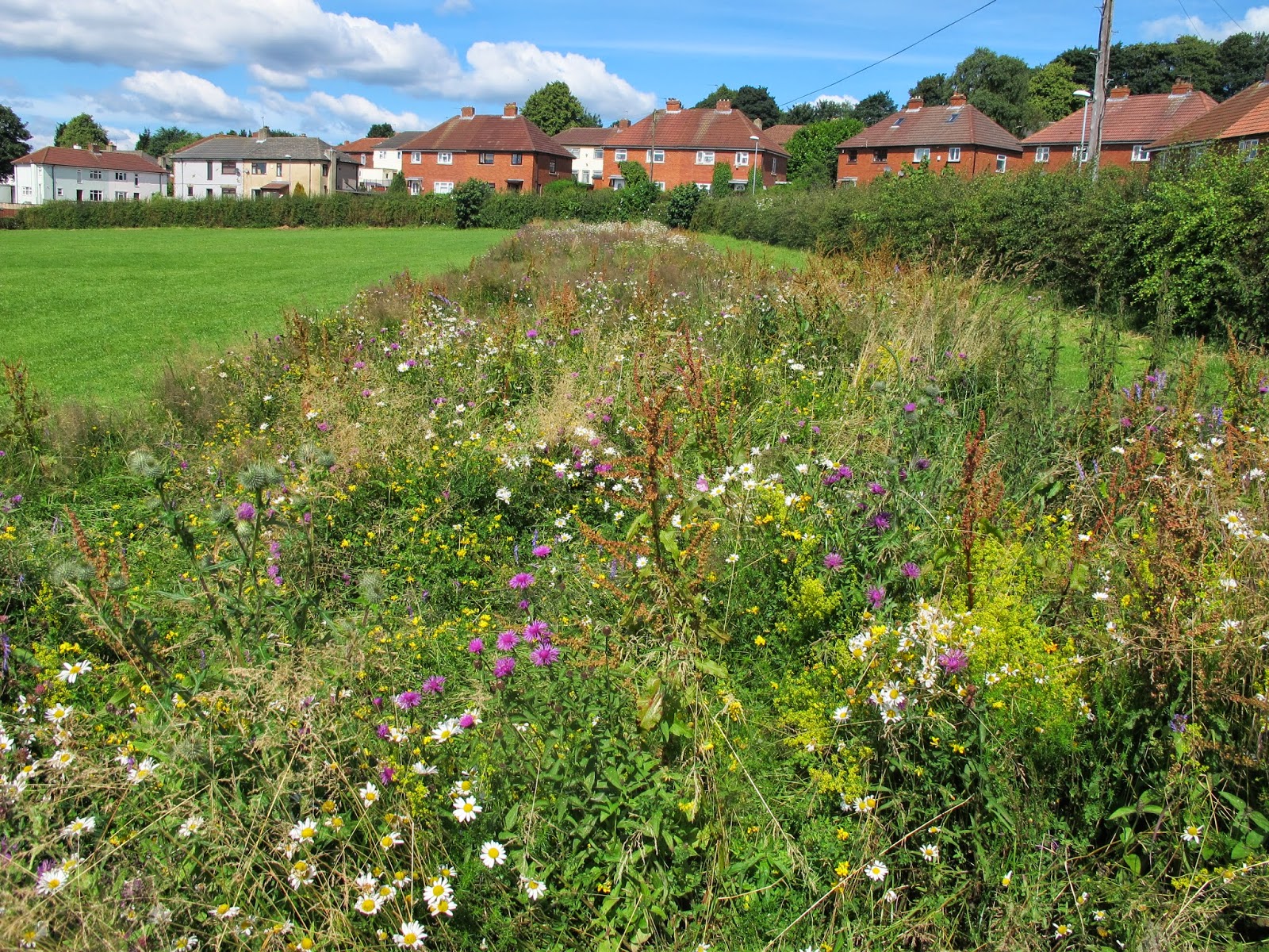 An example of an urban pollinator project in Leeds, West Yorkshire