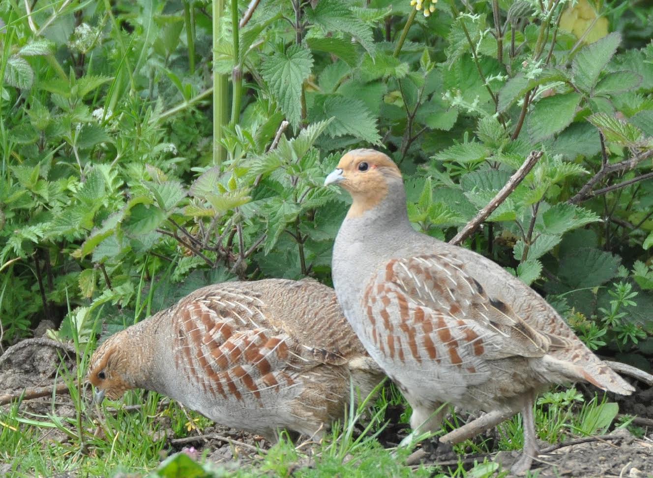 In some parts of England, wild grey partridge production appears to have been low