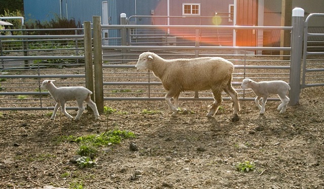 Public becoming better informed about vital role of veterinary medicines for welfare of farm animals and pets