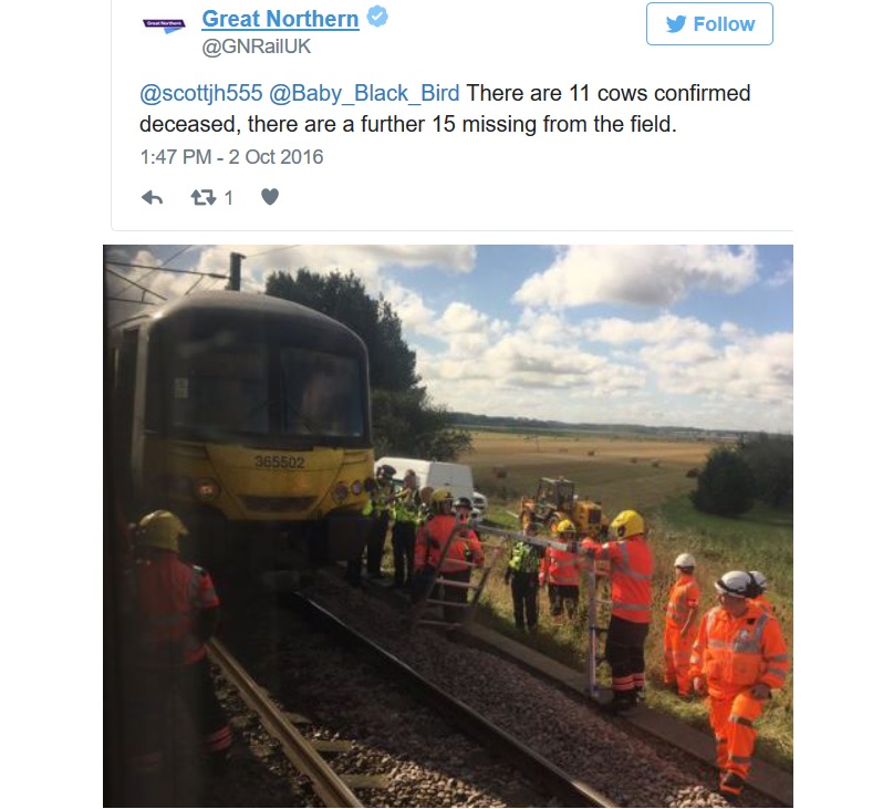 Cows derail Arsenal fans' four hour trip to Burnley away clash (Picture: Twitter/@cr3)