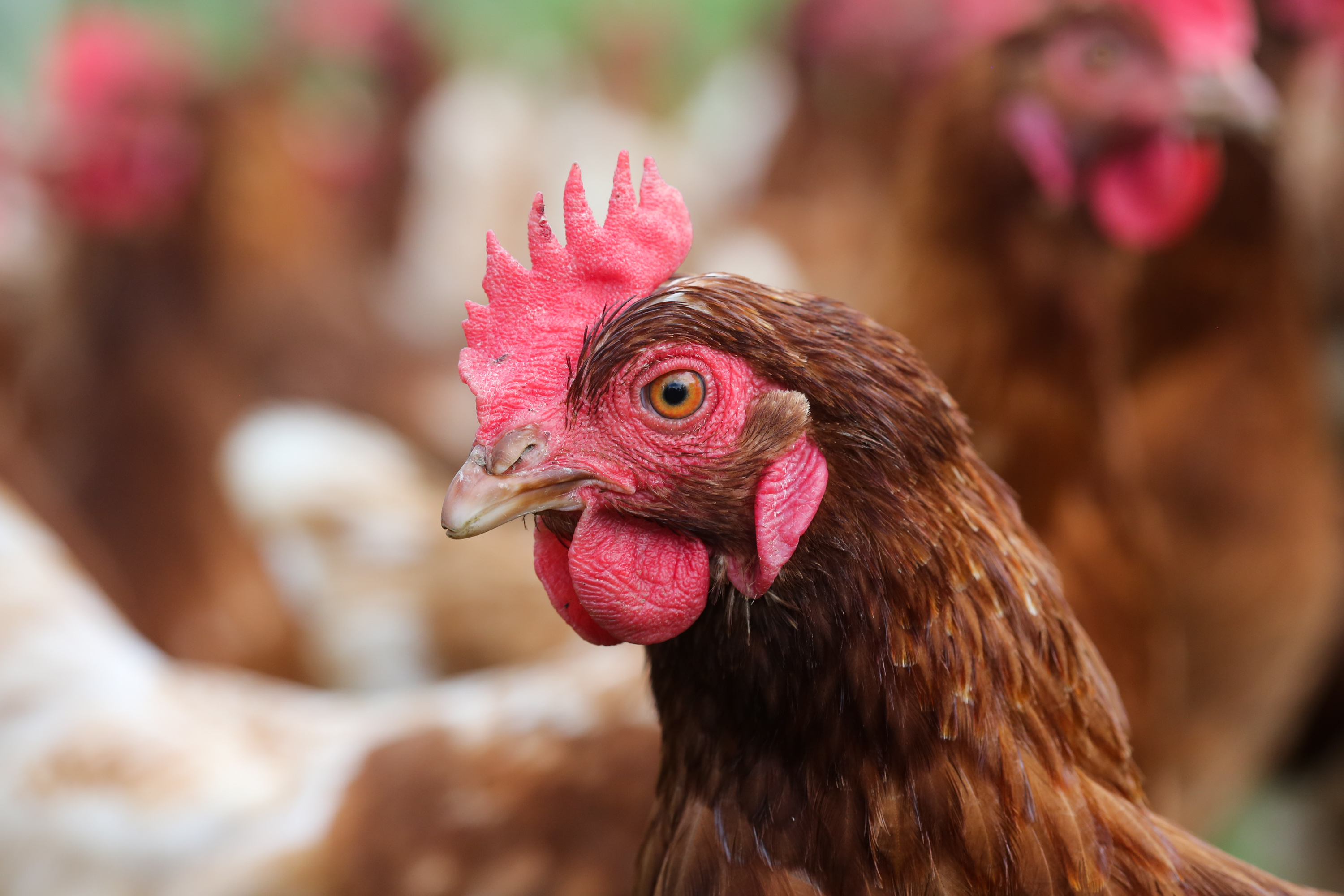 The Co-op has long been committed to free range egg production