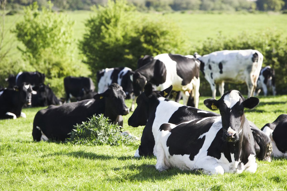 Dairy farmers being short-changed to tune of £200 million, says NFU