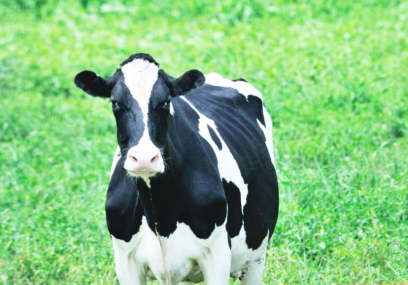 Dairy UK tackles antibiotics use with new training programmes