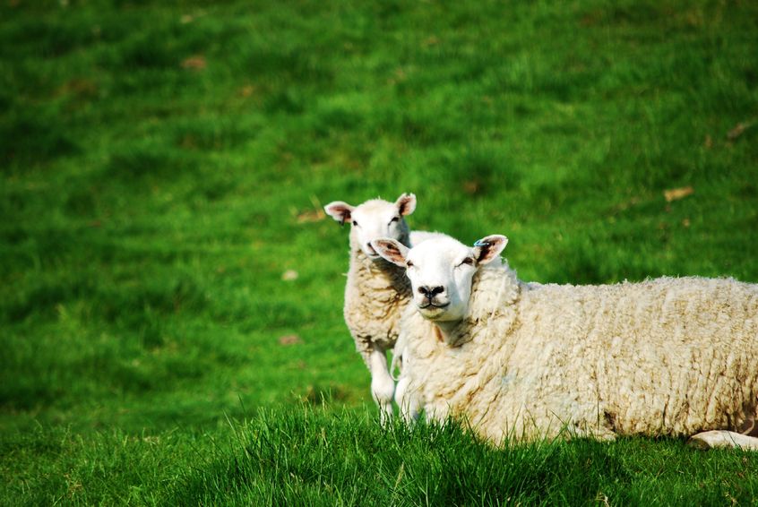 Canada’s largest food retailer has agreed to stock Welsh lamb in more than 300 stores