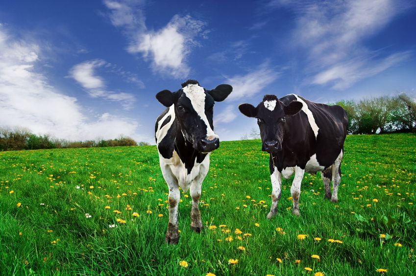 We are so used to seeing fields of cows, most commonly the Holstein-Friesian breed