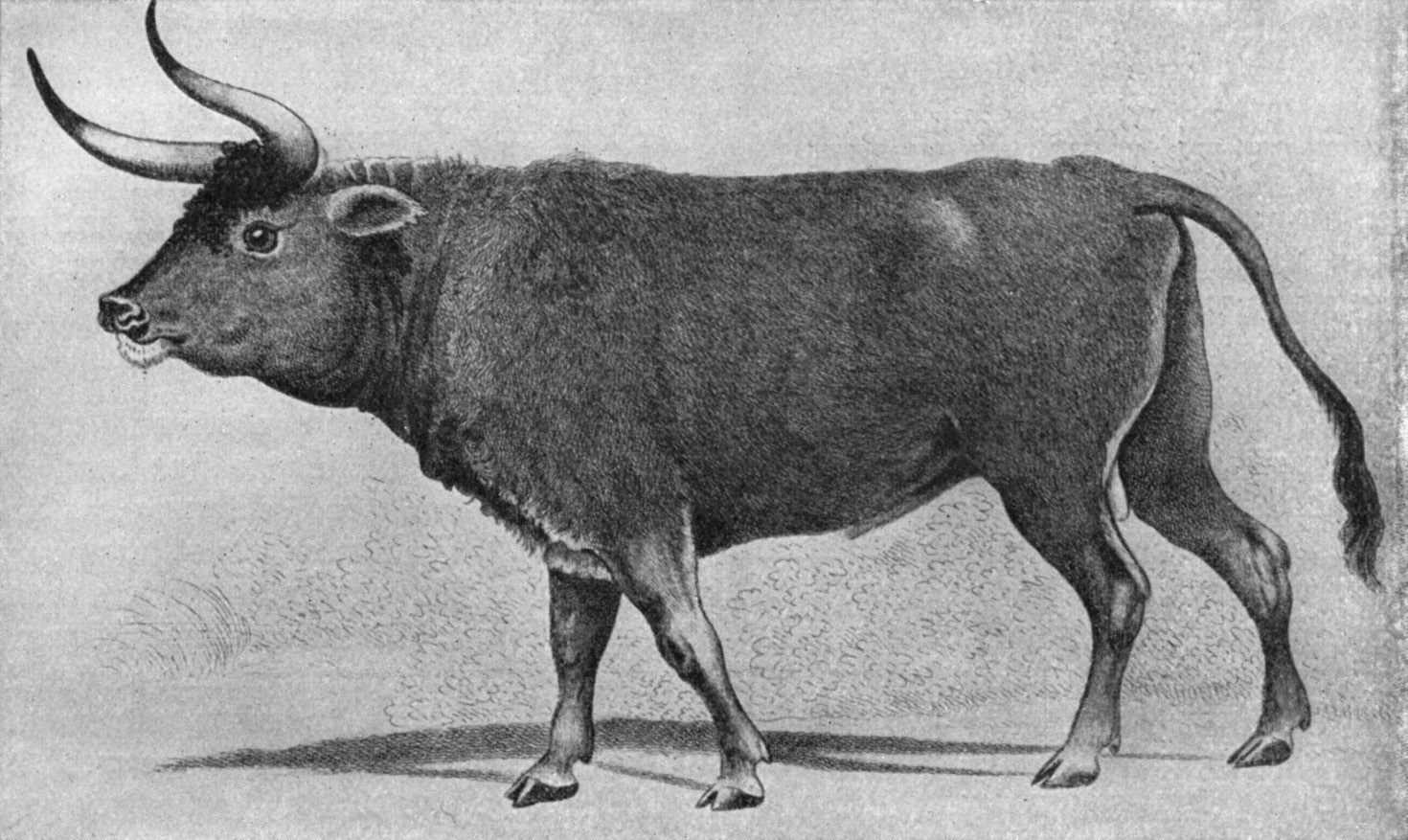 Nazi zoologists were commissioned by the Nazi party to produce a breed of cattle based on aurochs (the Aryan Cow)