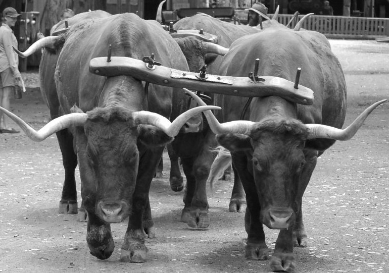 A pair of oxen may be called a yoke of oxen, and yoke is also a verb, as in "to yoke a pair of oxen"