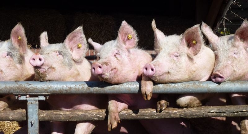 The NPA said it would fear this could open the doors to large volumes of lower standard, imported pigmeat