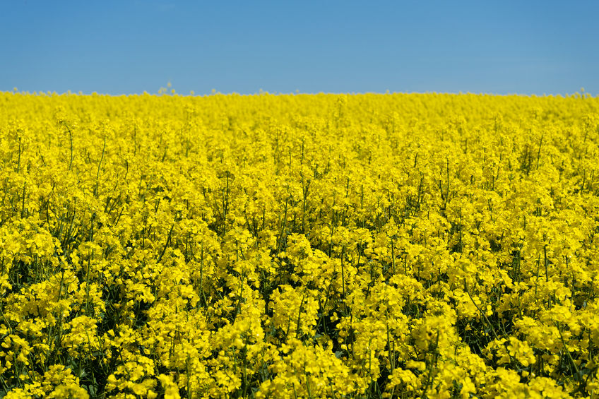 The difficult conditions mean it is vital to monitor crops closely over coming weeks and tailor autumn treatments to crop requirements