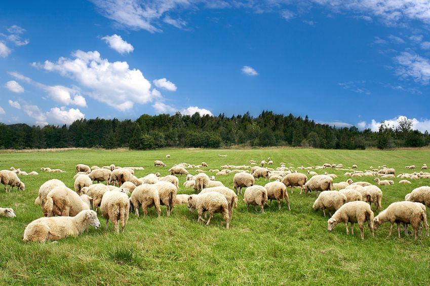 A survey was commissioned this summer to reveal where and why antibiotics are being used within the sheep sector