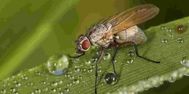 Wheat Bulb fly, 'Delia coarctata', is a small fly which lays its eggs in exposed soil...