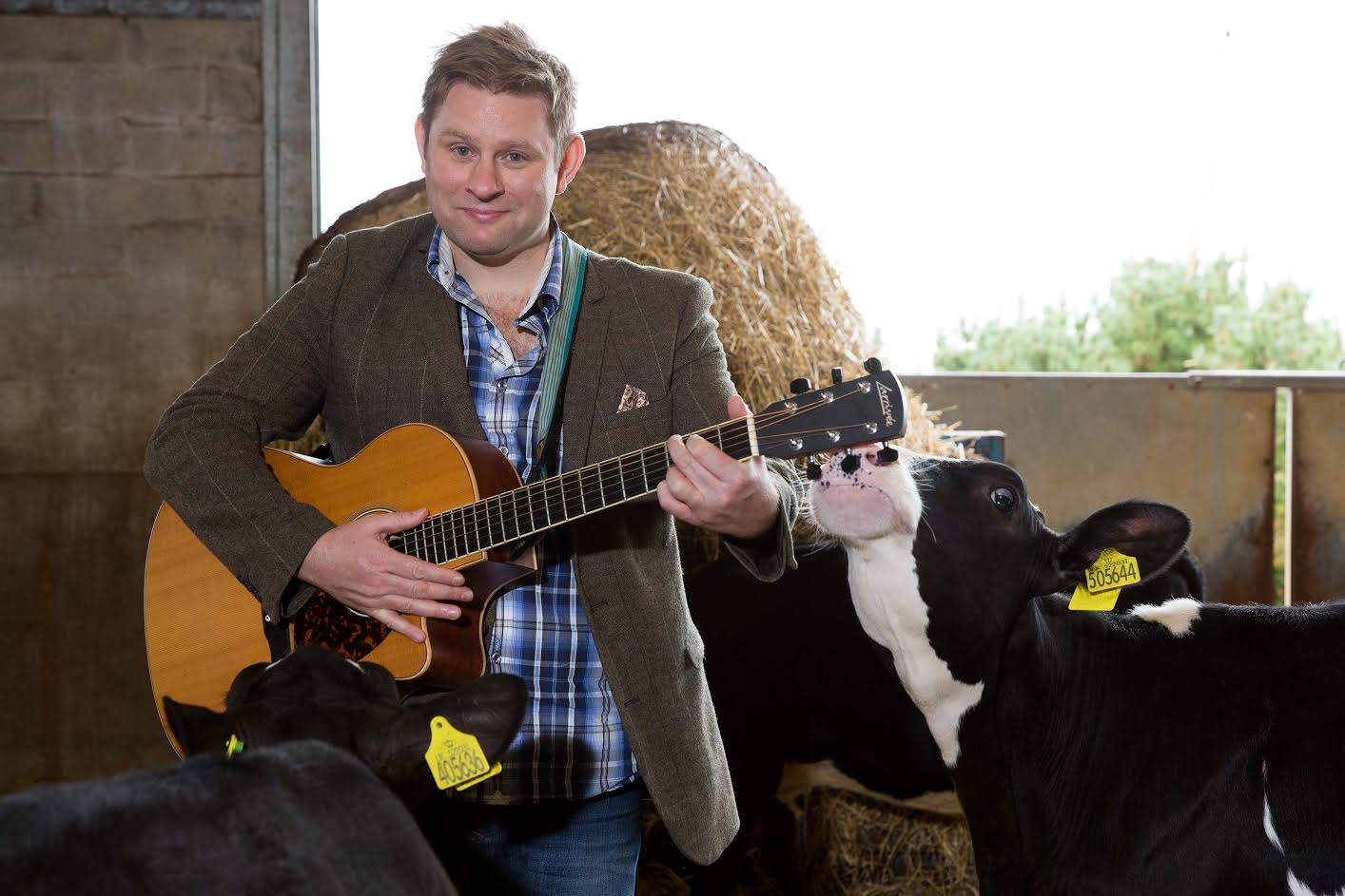 Did the sounds of country music get cows 'moo-ving' along?