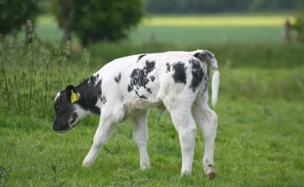 Trial work has found that 50% of calves experience some sort of scours (Photo: Keven Law)