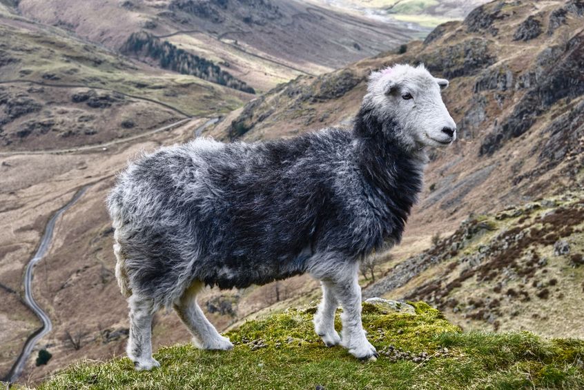The new scheme to help preserve the iconic Herdwick sheep breed has been launched in Cumbria