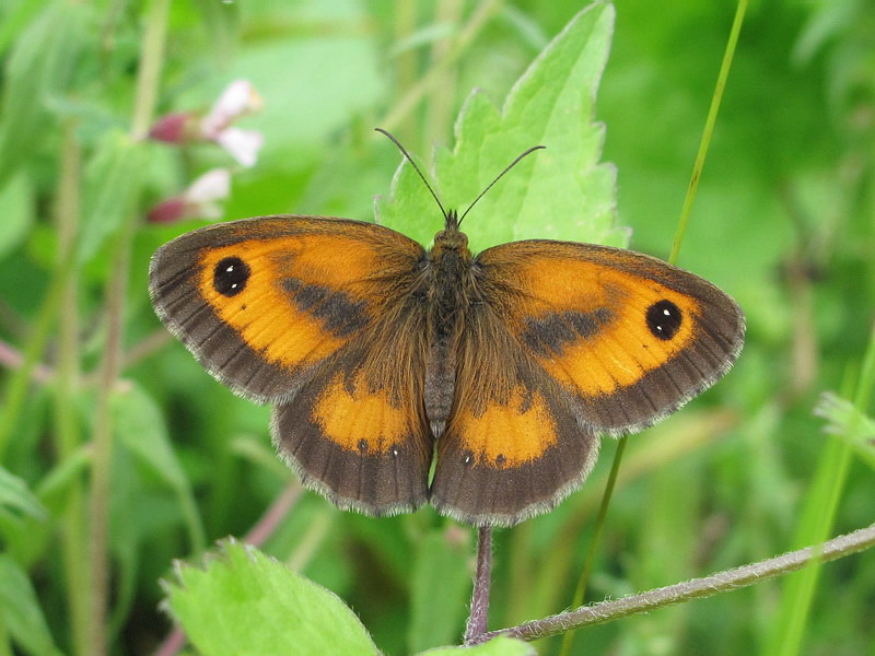 Gatekeeper butterfly has seen a dramatic decrease in numbers this summer