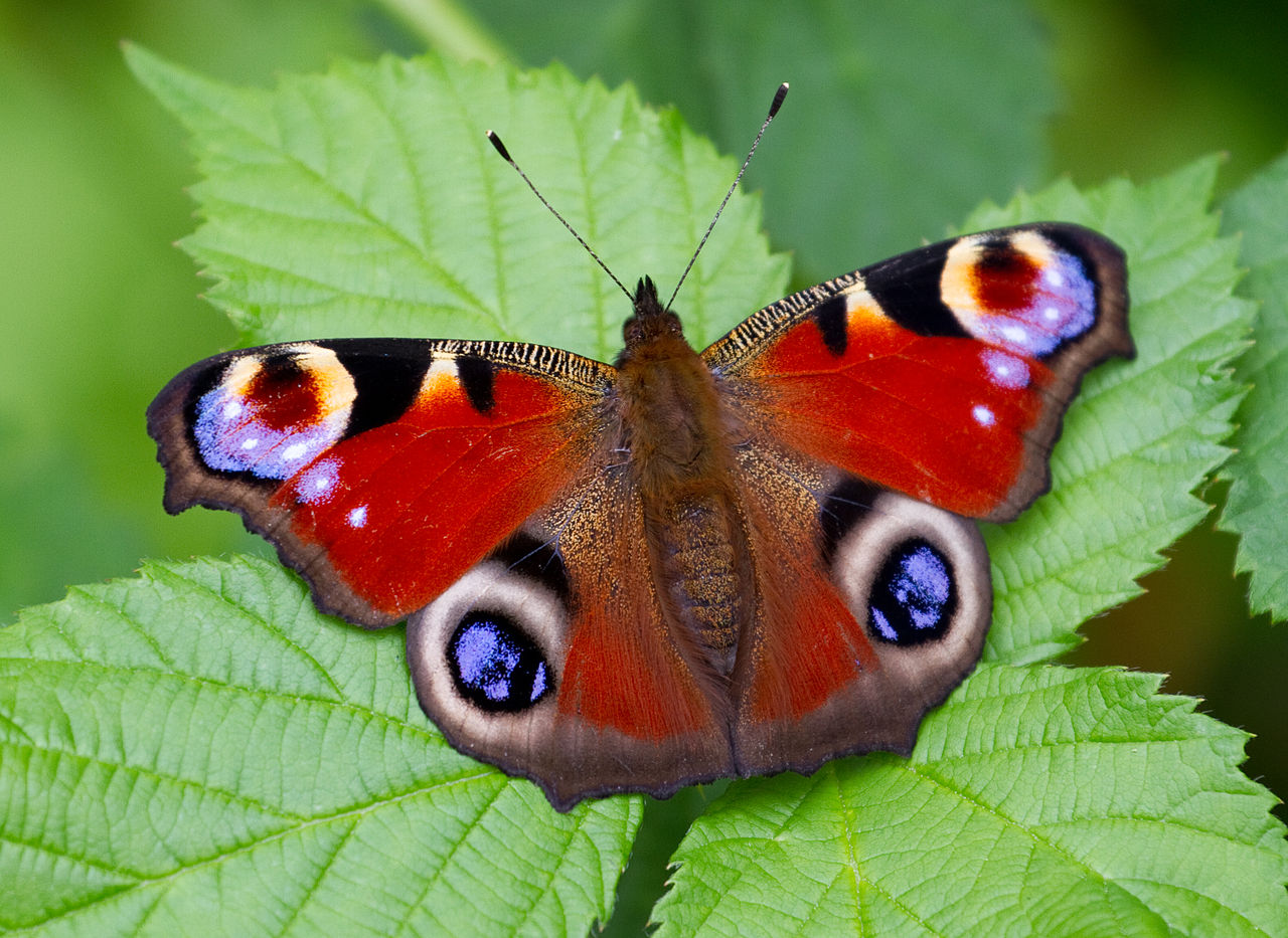 Peacock butterflies have dropped from an average of 3.6 individuals per count in 2013 to just 0.5 per Count in 2016