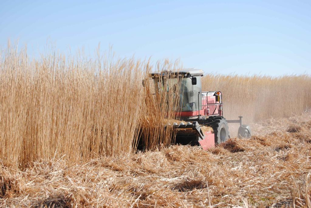 The studies found that planting energy crops can increase the profitability of the land over a 23-year lifetime