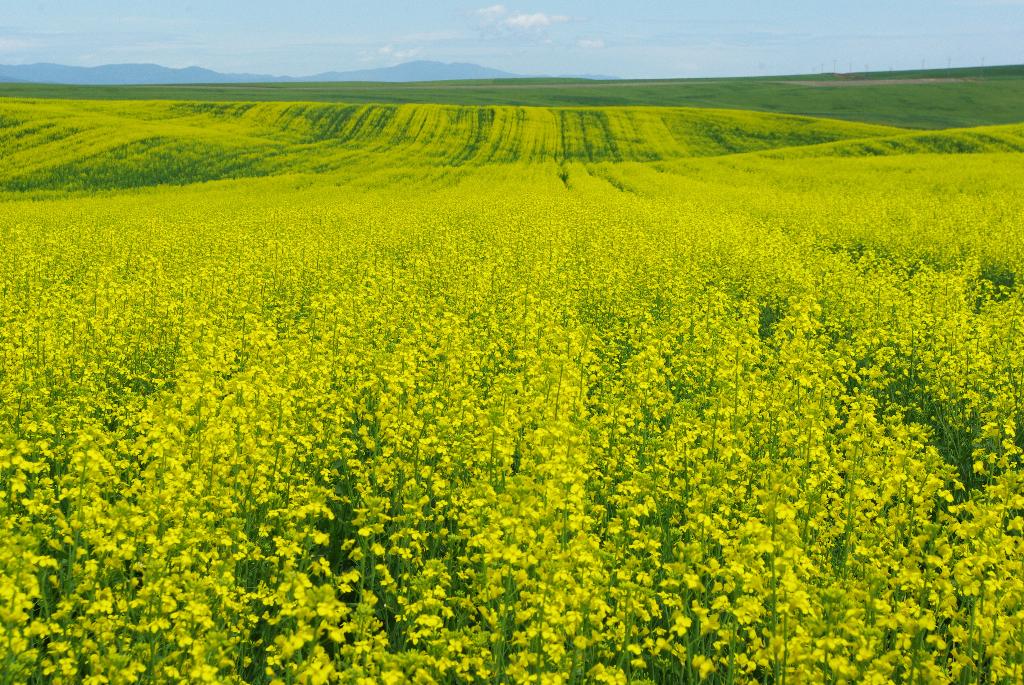 The results found that farmers most often chose to plant energy crops in order to make more productive use of low quality land