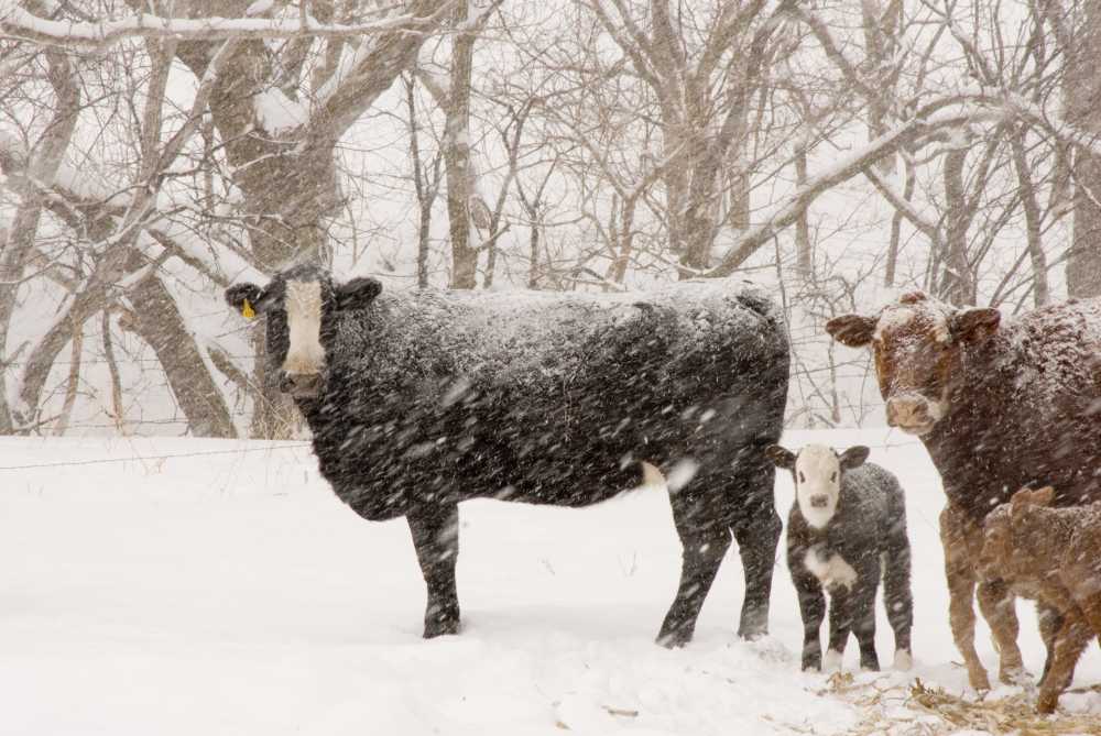 Welsh schools invited to enter farming-themed Christmas card design with proceedings going to British Heart Foundation
