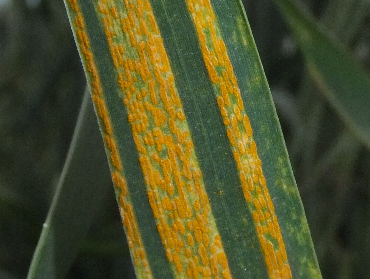 Yellow rust of wheat is one of the three wheat rust diseases principally found in wheat grown in cooler environments