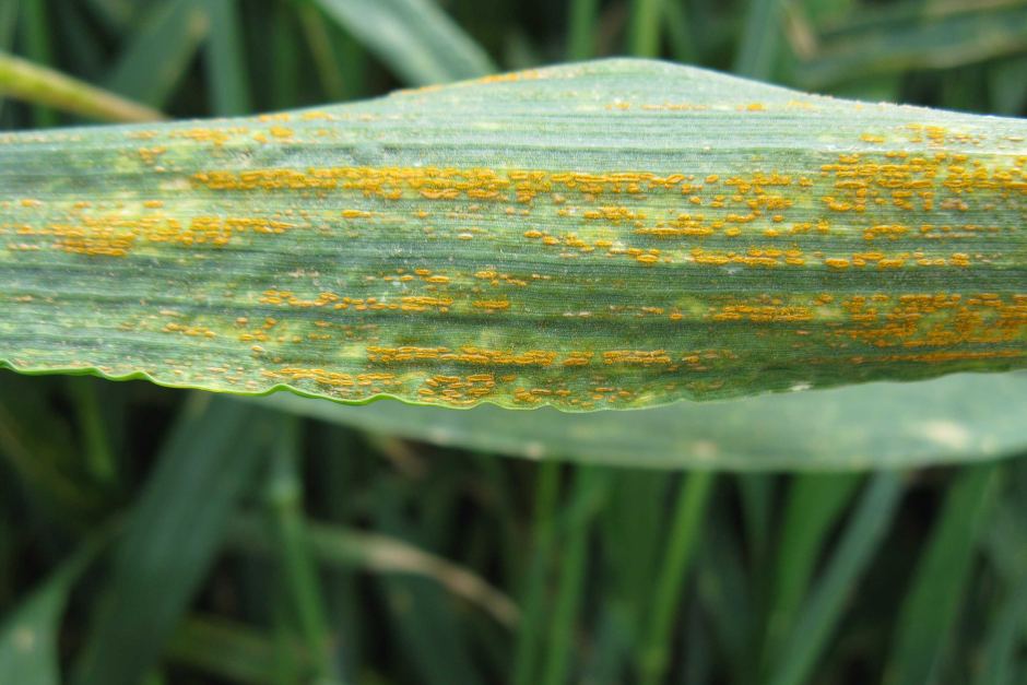 "Yellow rust" takes its name from the appearance of yellow-colored stripes produced parallel along the venations of each leaf blade