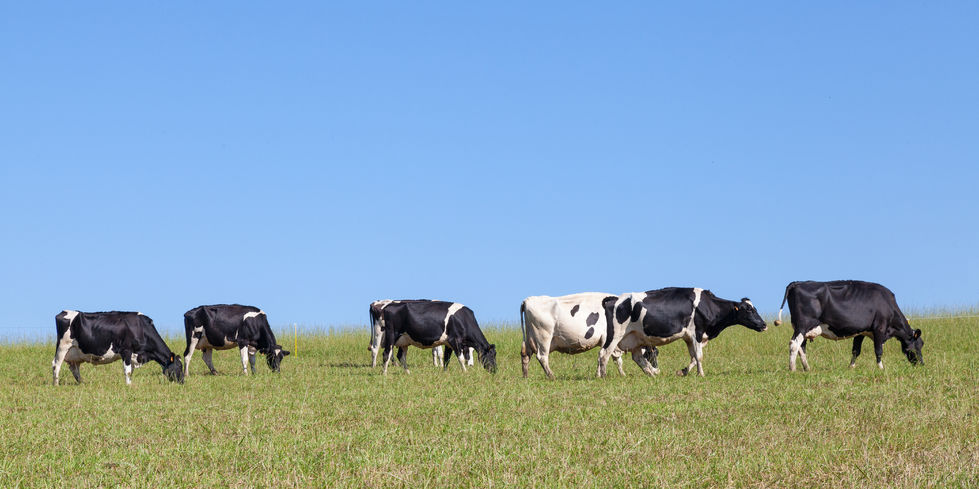 The number of dairy cattle has also steadily declined in recent years