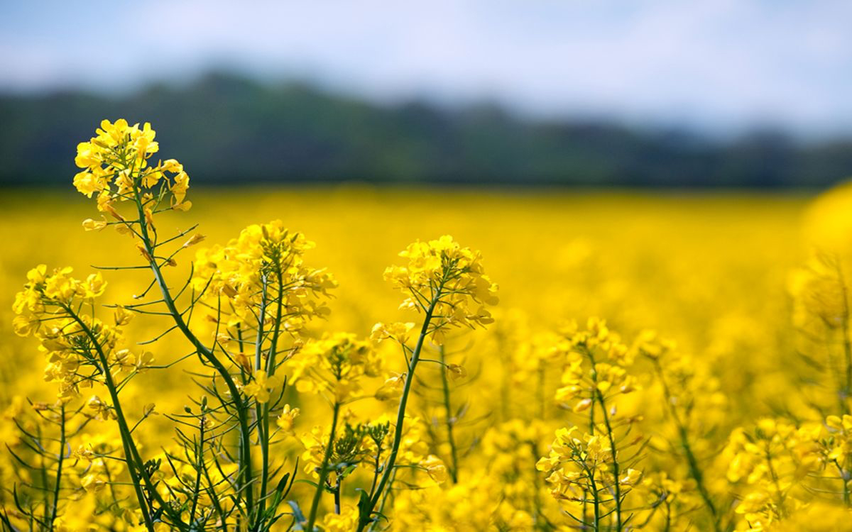 The oilseed rape crop area is now in its fifth year of decline and with poor yields