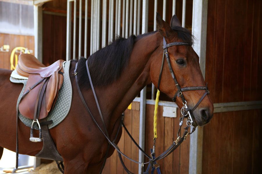 Police have issued a warning to horse owners about a recent spate of thefts in North Yorkshire