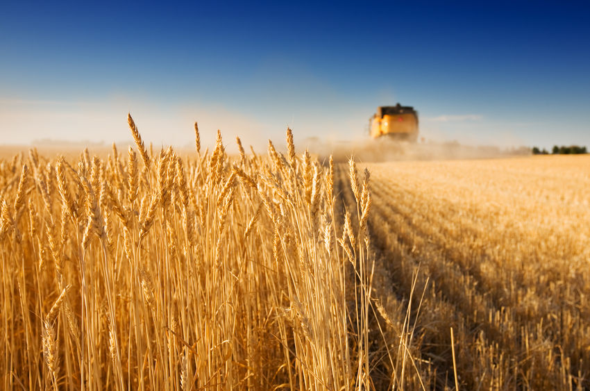 New collaboration to better understand the genetic factors determining yields in wheat