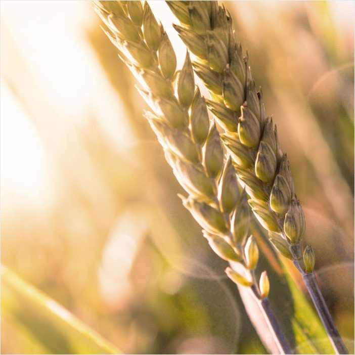 Productivity in wheat is currently increasing at a rate of less than one percent annually