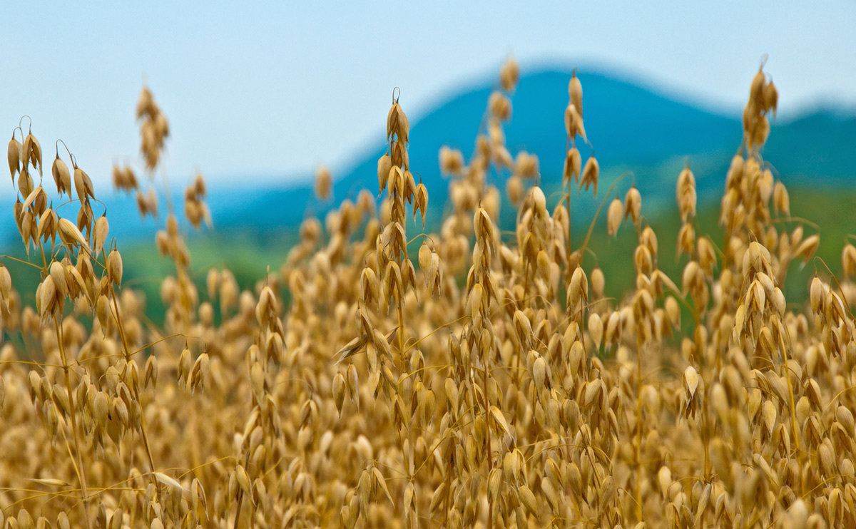 World oat trade again trending higher but dynamics shifting