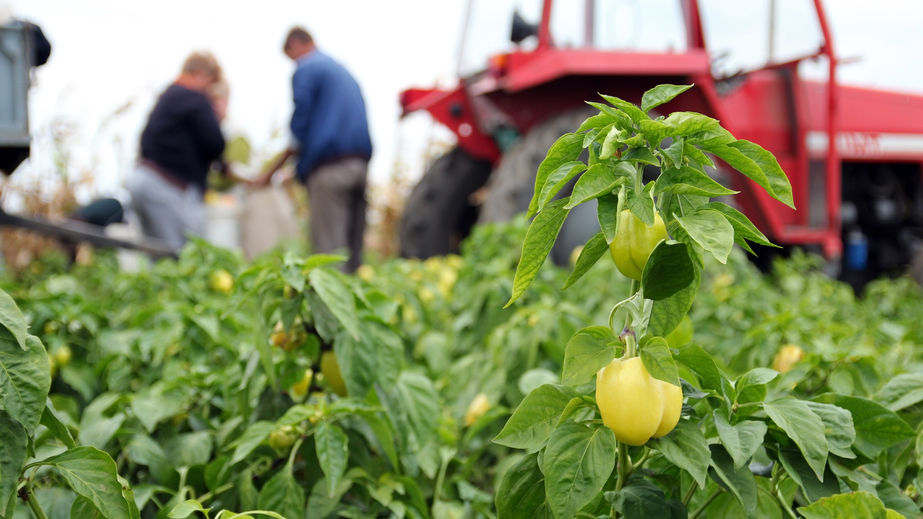 Two employment agencies that bring Eastern European workers to British farms said they failed to find workers to fill 600 positions