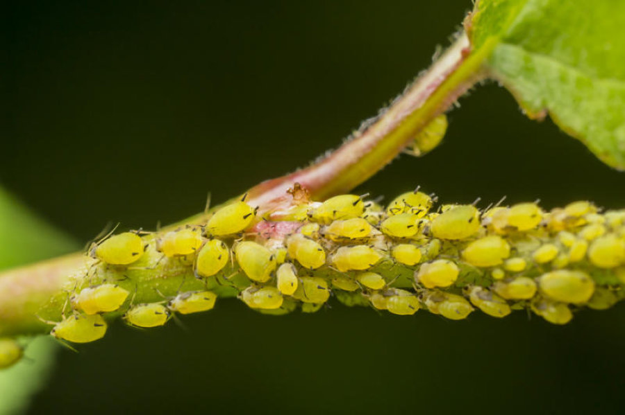 Crop-infecting virus forces aphid pests to spread disease