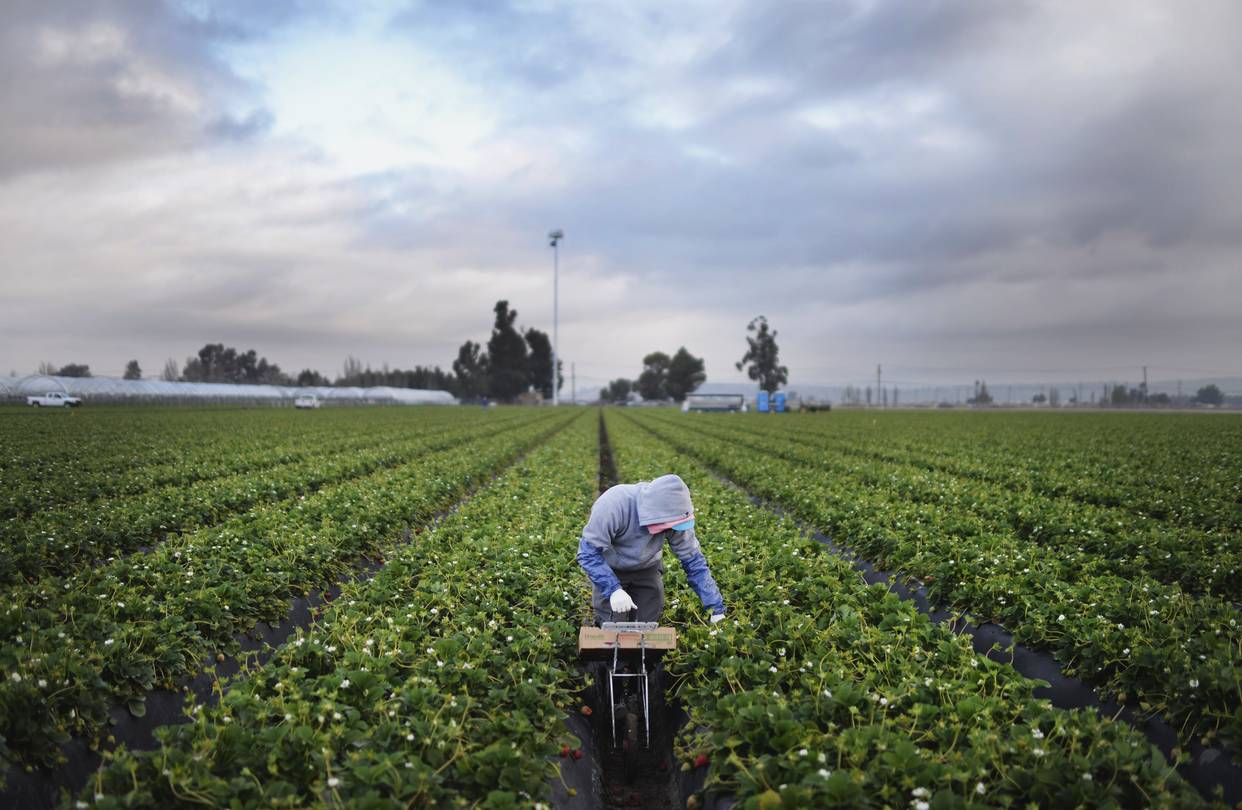 The government will need to commit to holding further discussions on permanent labour and seasonal labour for the medium to long term