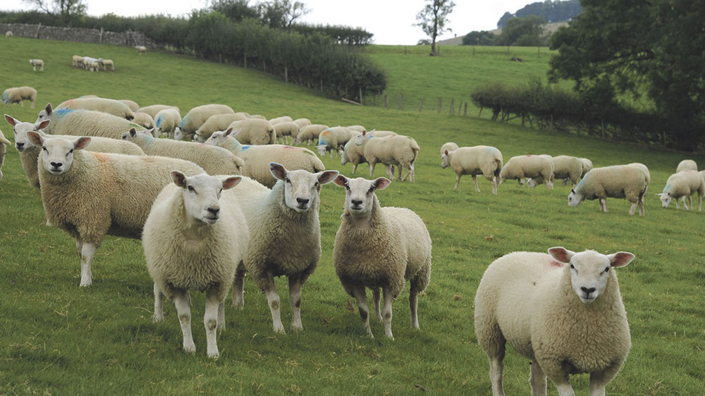 The FUW is calling for action to initiate draft legislation which will mandate the procurement of British produce