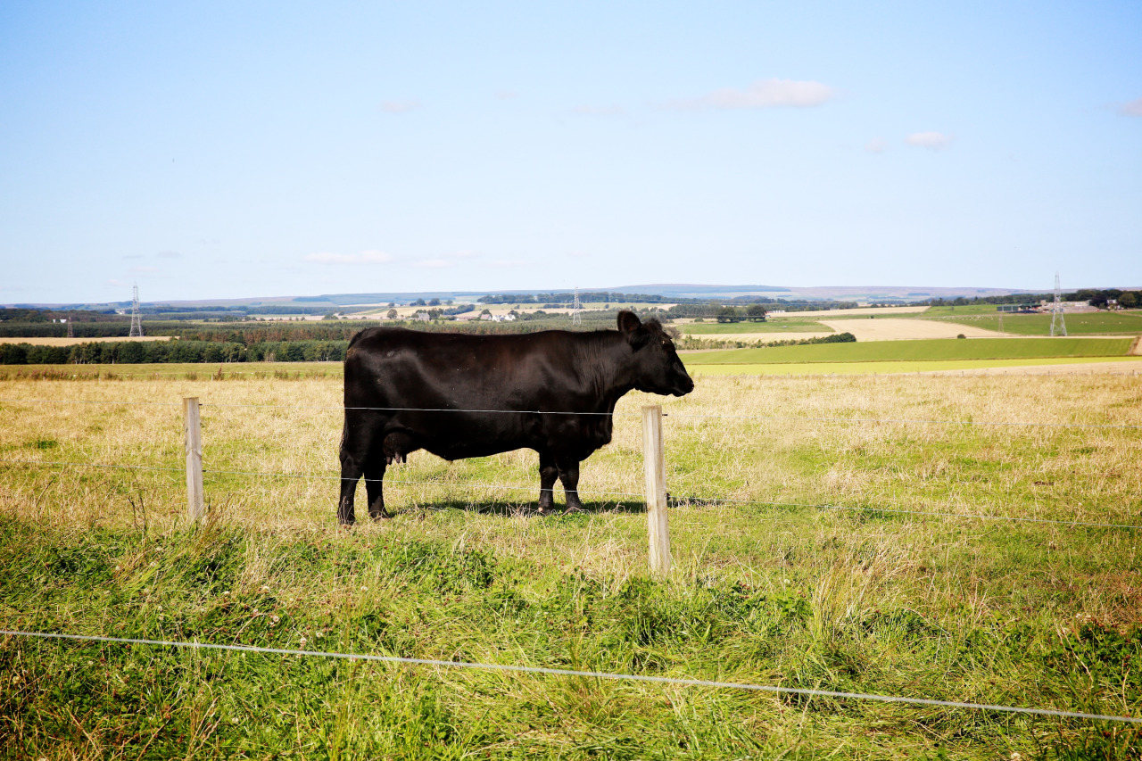 British farm produce faces heavy tariffs if UK opts for a hard-Brexit route, warns the Lib Dems