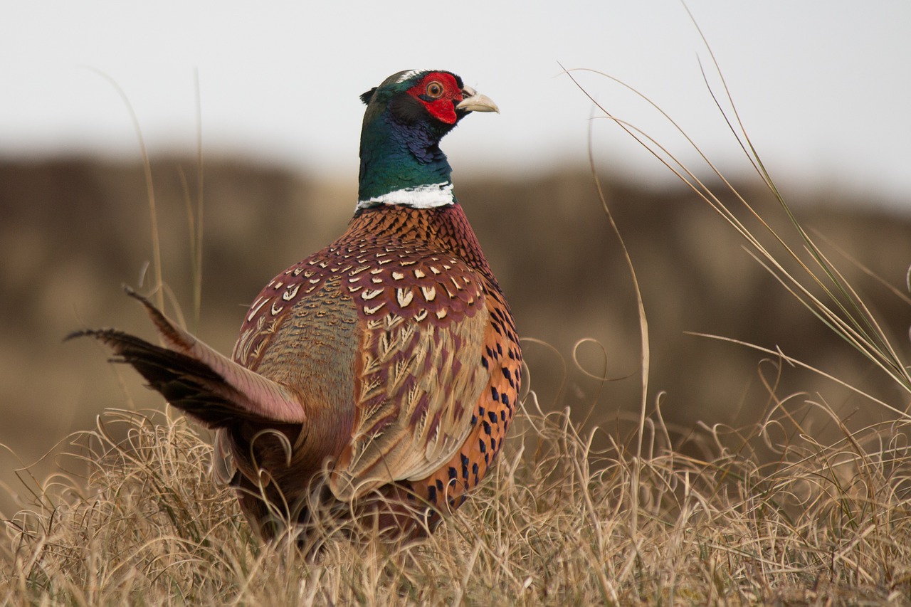 Game meat, such as pheasant, has become more widely available and consumed over recent years