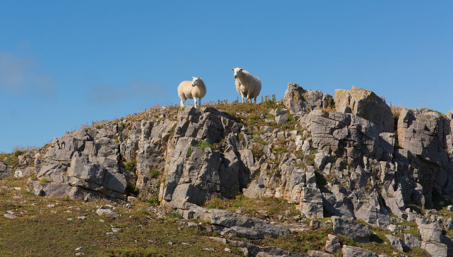 NFU Cymru Deputy President urges the Agricultural Commissioner to listen to sheep experts