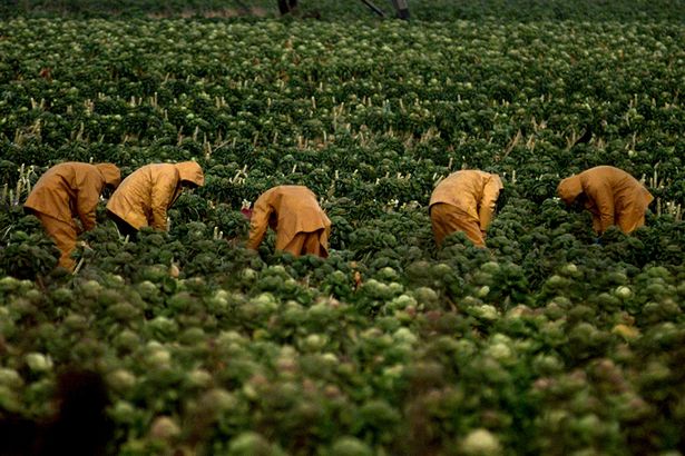 Sprout pickers in a field near Wall in Lichfield, Staffordshire