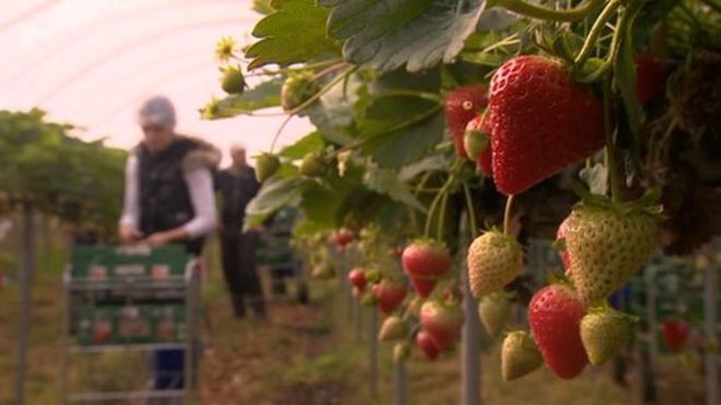 "Hourly rates for seasonal agricultural work are above the national living wage", the rural sector says