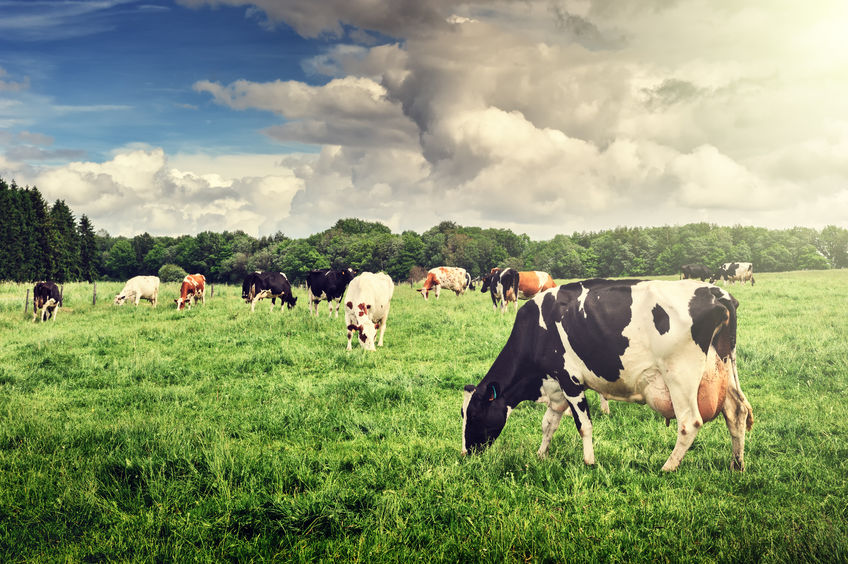 The Royal Association of British Dairy Farmers (RABDF) said it had become 'increasingly concerned' about the effects of Brexit