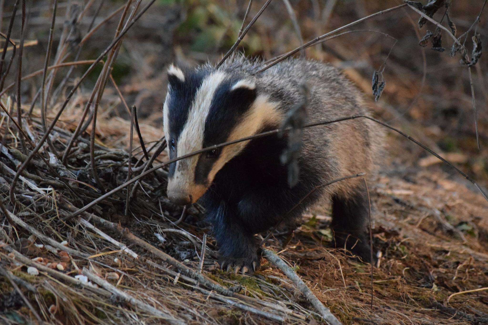 "Any comprehensive TB eradication strategy must also actively remove infection from diseased wildlife across high incidence areas"