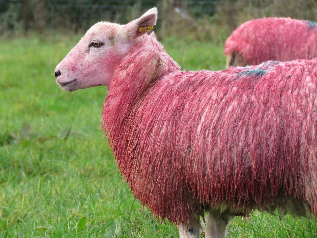 Look a bit sheepish - all in the name of charity