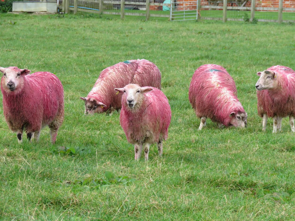 The Udder Farm Shop is an award-winning farm shop, coffee shop, deli, fishmongers and butchery based on the edge of the Blackmore Vale near Gillingham in North Dorset