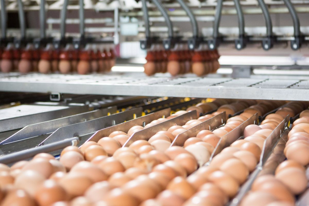 Tesco is planning for barn production to replace colony eggs when it goes cage-free