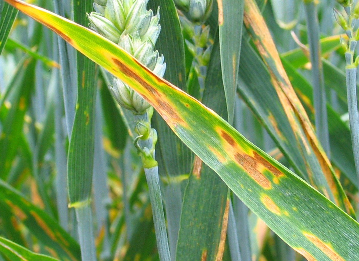 Septoria is the most destructive disease affecting wheat in the UK