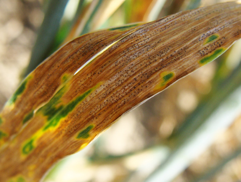 Septoria are pycnidia-producing fungi that causes numerous leaf spot diseases on field crops, forages and many vegetables